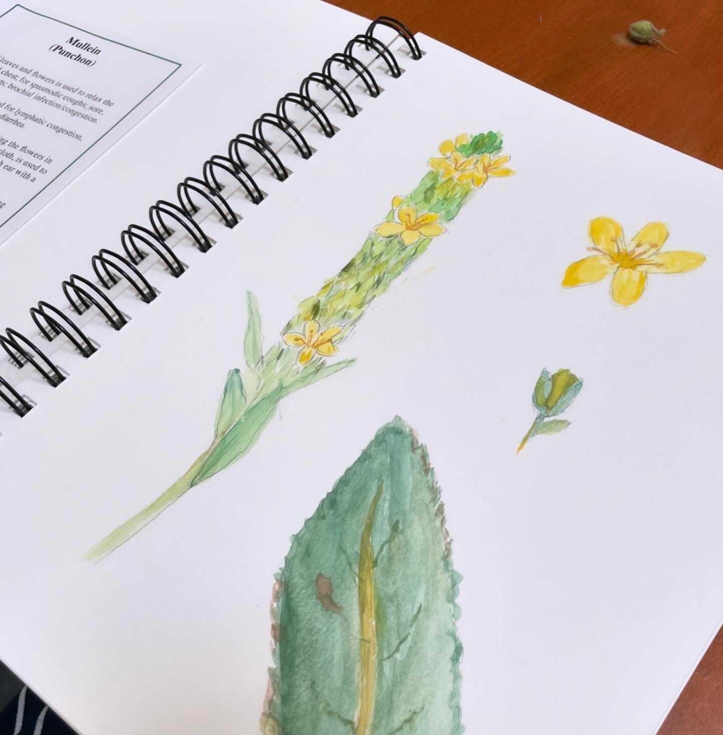 New Mexico Wildflowers with Watercolor ~ Saturday 8/23, 1-4pm