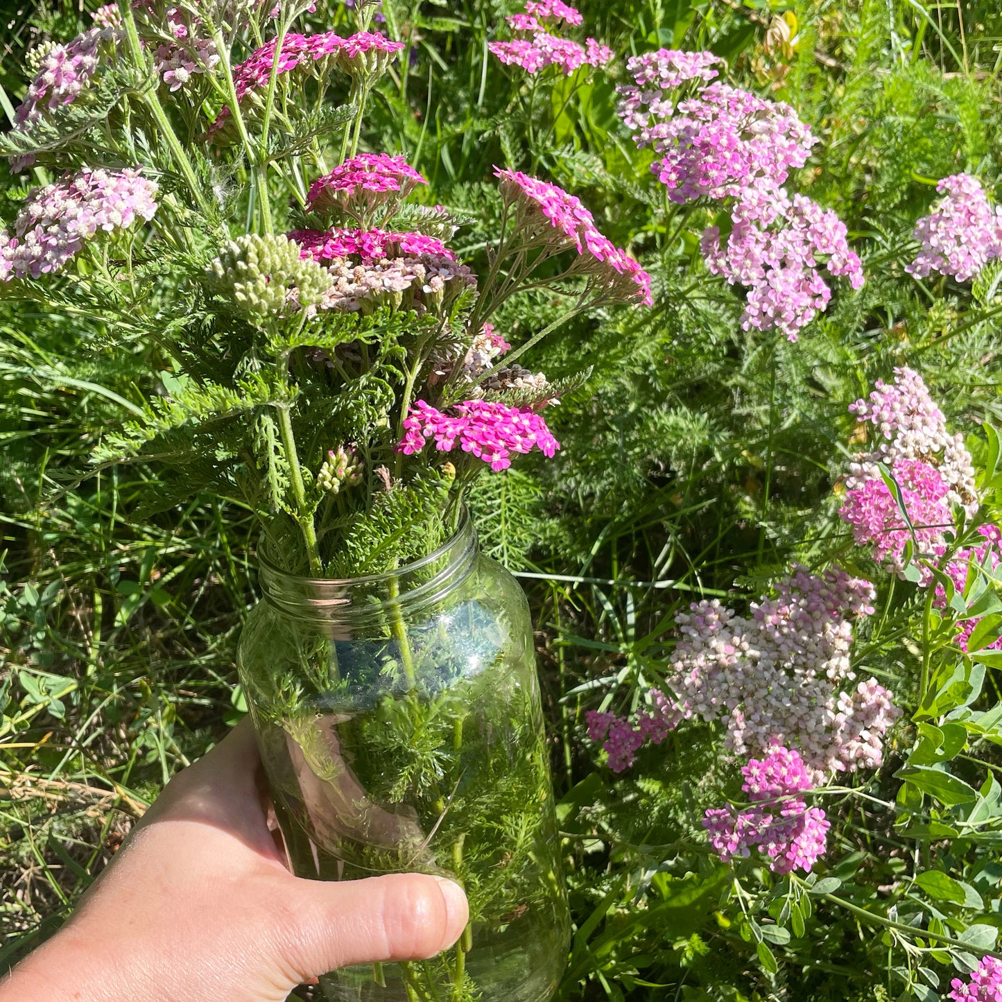 New Mexico Wildflowers with Watercolor ~ Saturday 8/23, 1-4pm